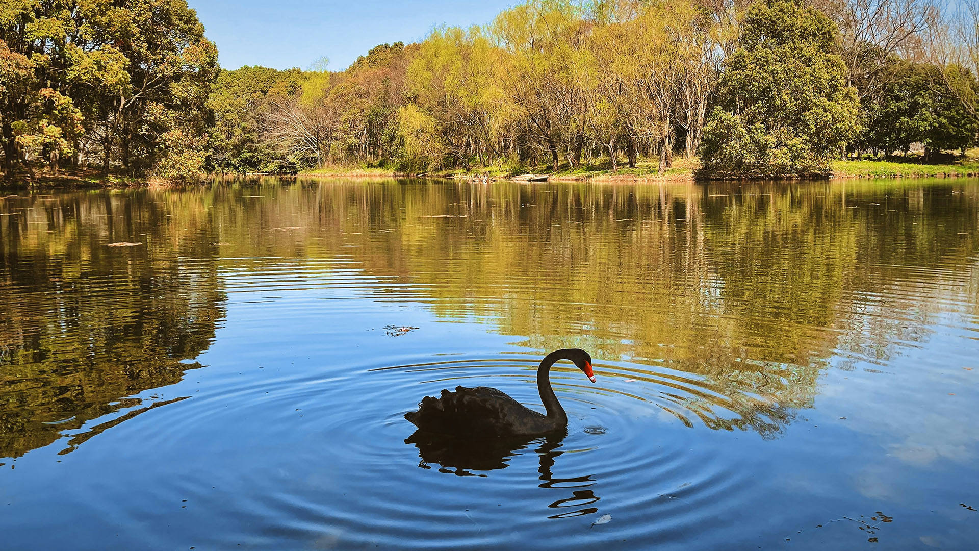 A black swan swimming serenly in a lake surrounded by trees